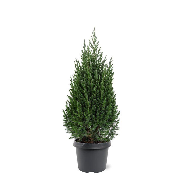 <h4>Juniperus chinensis 'Stricta'</h4>
