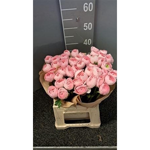 Ran Cloony Lady Pink