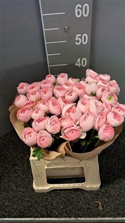 <h4>Ran Cloony Lady Pink</h4>