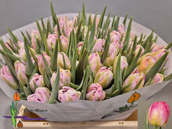 <h4>TU DU DOTCOM</h4>