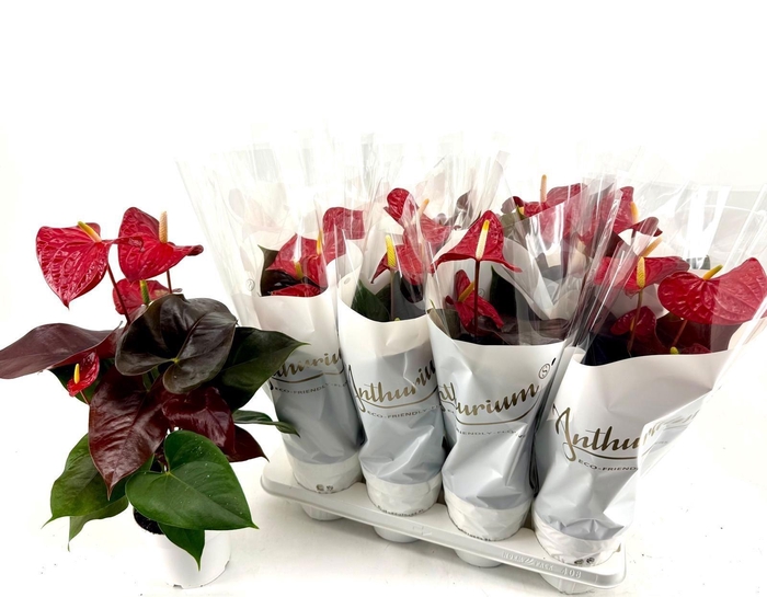 <h4>ANTHU A CORAL CHAMPI</h4>