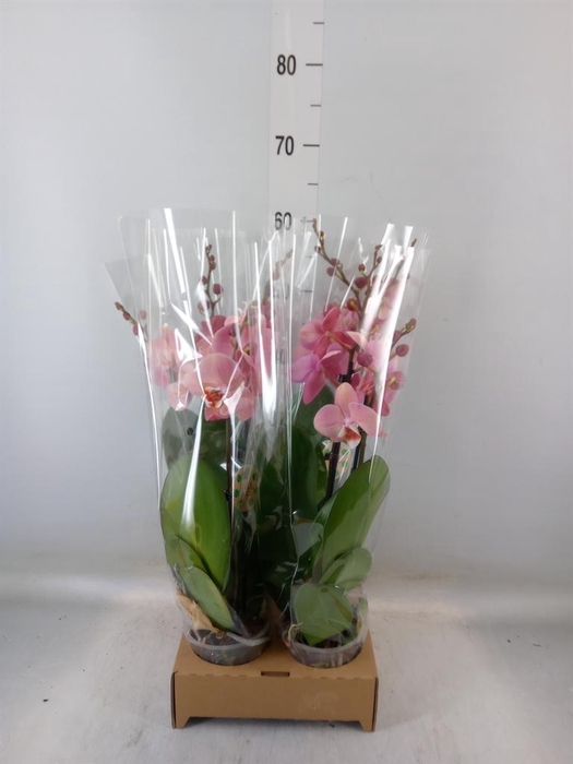 <h4>Phalaenopsis   ...</h4>