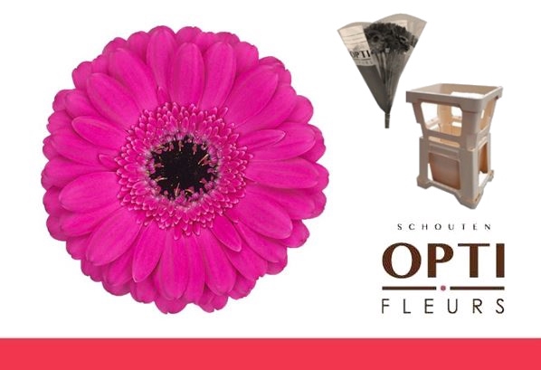 <h4>Germini Anna Water</h4>