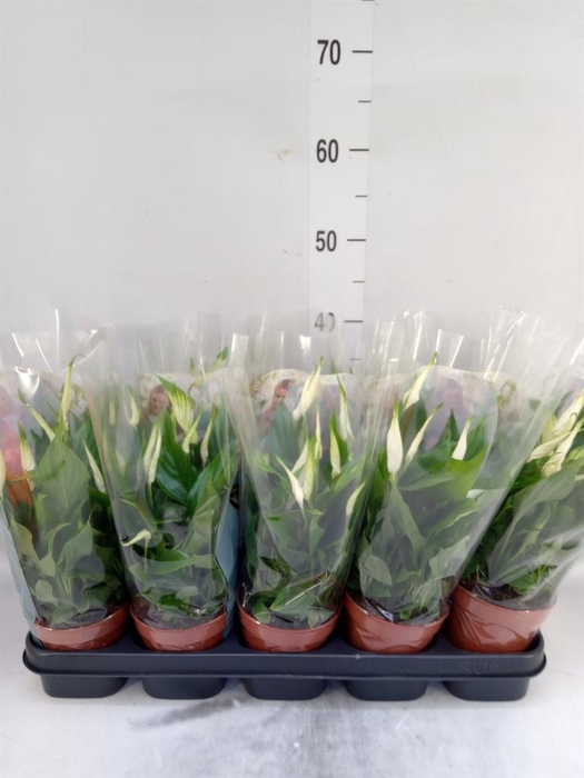 <h4>Spathiphyllum  'Bellini'</h4>