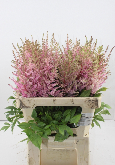 <h4>ASTIL AR ERIKA</h4>