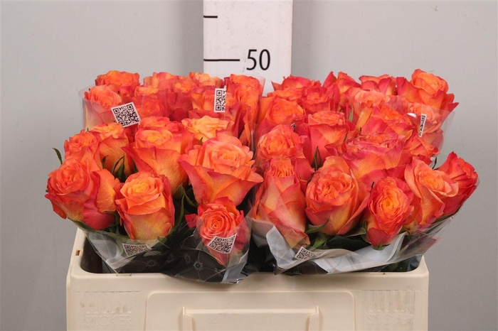 <h4>R Gr New Horizon</h4>