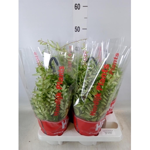 Aeschynanthus  'Japhrolepis'