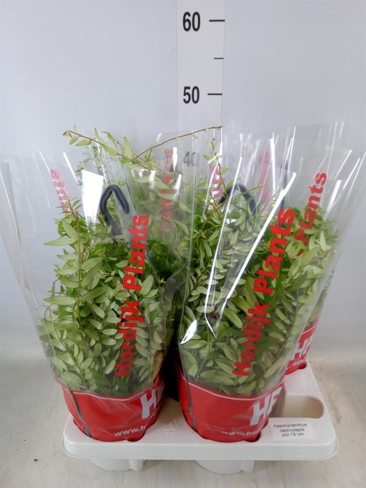 <h4>Aeschynanthus  'Japhrolepis'</h4>