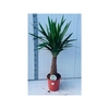 Yucca 24cm Pot 110cm