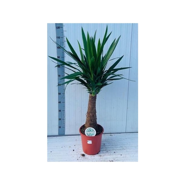 <h4>Yucca 24cm Pot 110cm</h4>