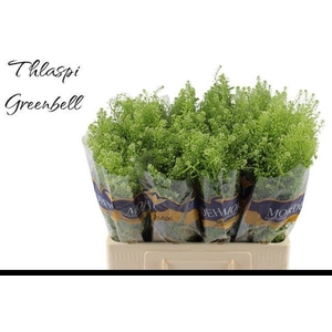 LEP RU GREEN BELL