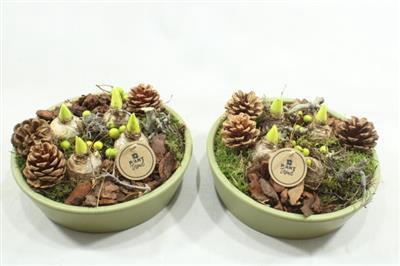 <h4>6189 KER KON LAAG GREEN HYAC</h4>