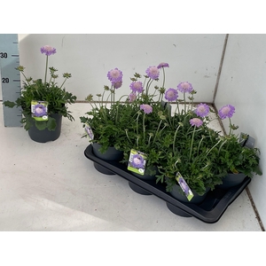 SCAB CO BUTTERFLY BL