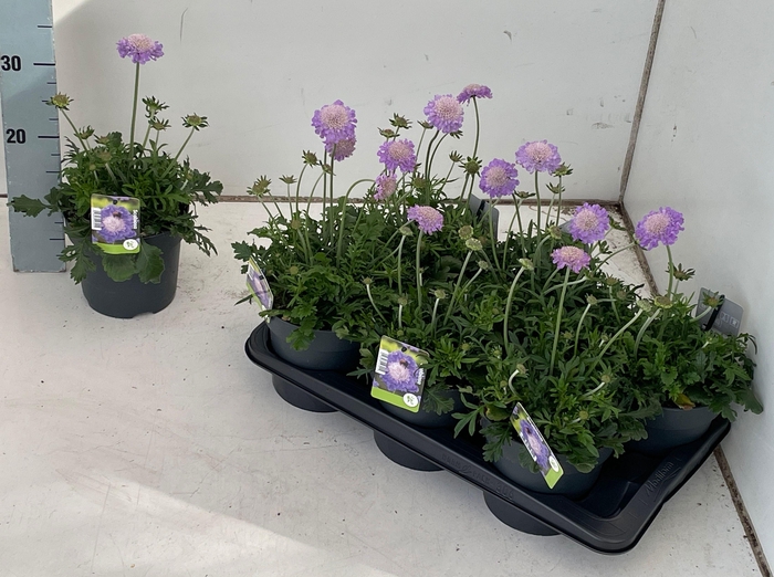 <h4>SCAB CO BUTTERFLY BL</h4>