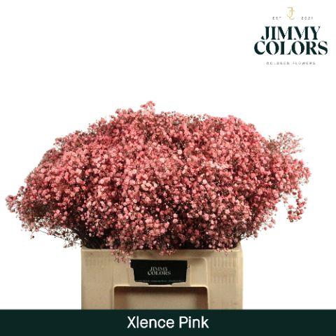 <h4>Gyps xlence L60 Pink</h4>