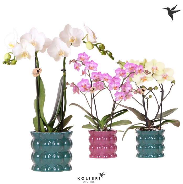 <h4>Kolibri Orchids Phalaenopsis mix 2 spike in Cotton pot green mix</h4>