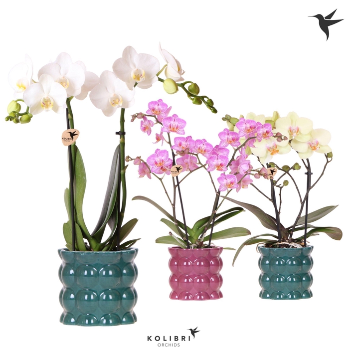 <h4>Kolibri Orchids Phalaenopsis mix 2 spike in Cotton pot green mix</h4>