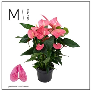 Mimesis Anthurium KARMA Maine - 21 cm