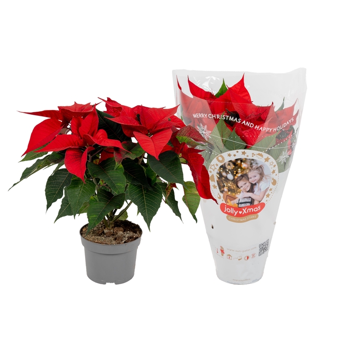 <h4>Euphorbia Rood jolly Xmas Hoes</h4>