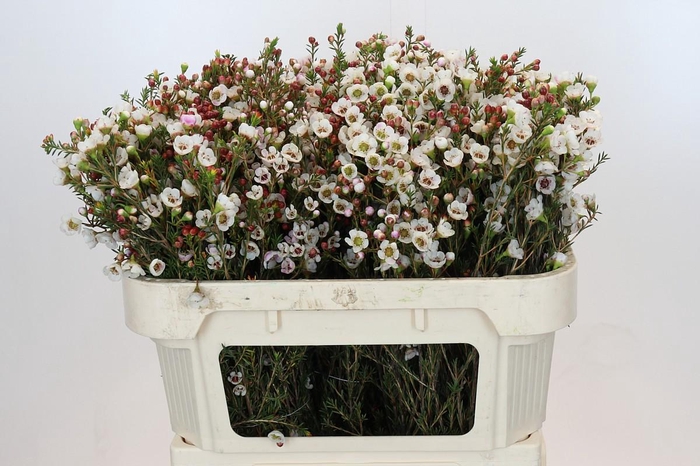 Chamelaucium Moonlight Delight