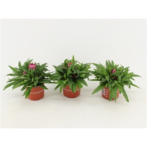 Bracteantha Dreamtime / strobloem Roze