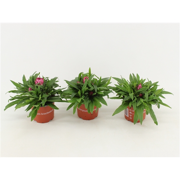 <h4>Bracteantha Dreamtime / strobloem Roze</h4>