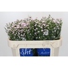 Aster Claudia