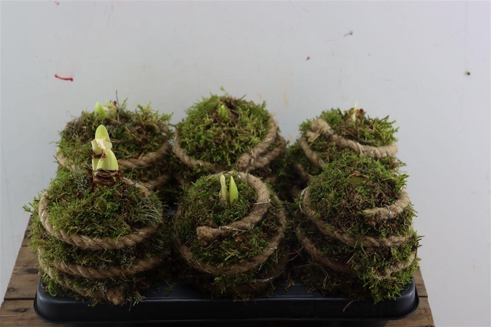 <h4>Arr Hipp Mosbol Rope Lights Mo-07</h4>