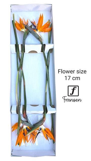 <h4>STRELITZ BLOEM X8 HOLLANDS</h4>