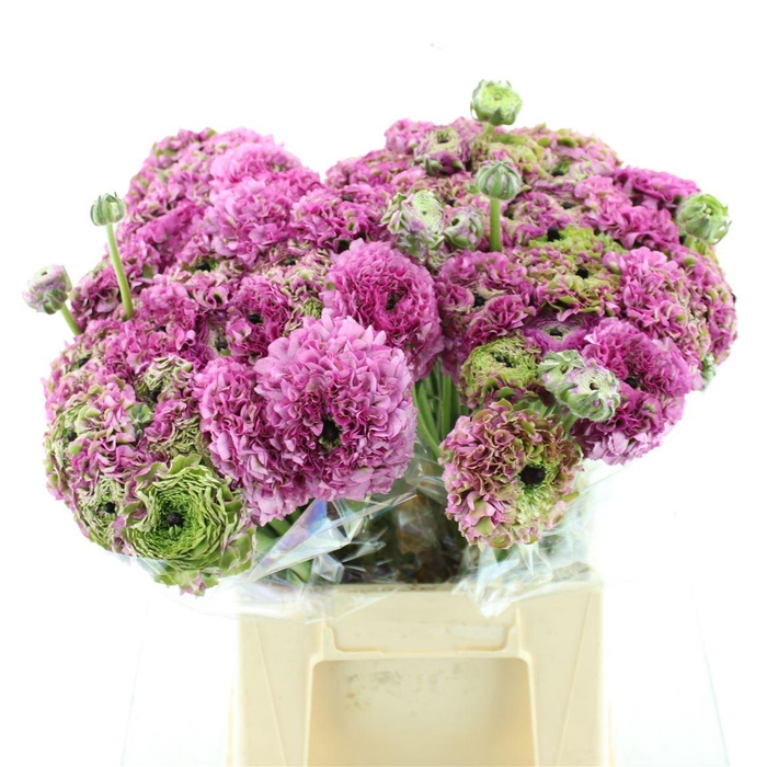 <h4>Ran Ponpon Magic Extra</h4>