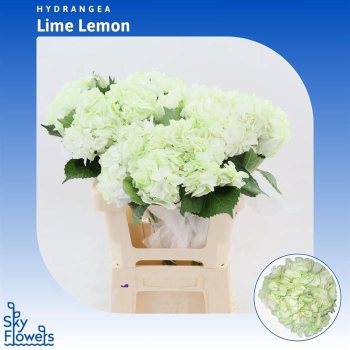 <h4>Hydrangea Mini Green</h4>