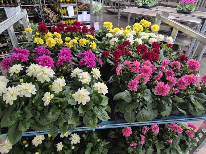 <h4>DAHLIA MIXK 5 KL</h4>