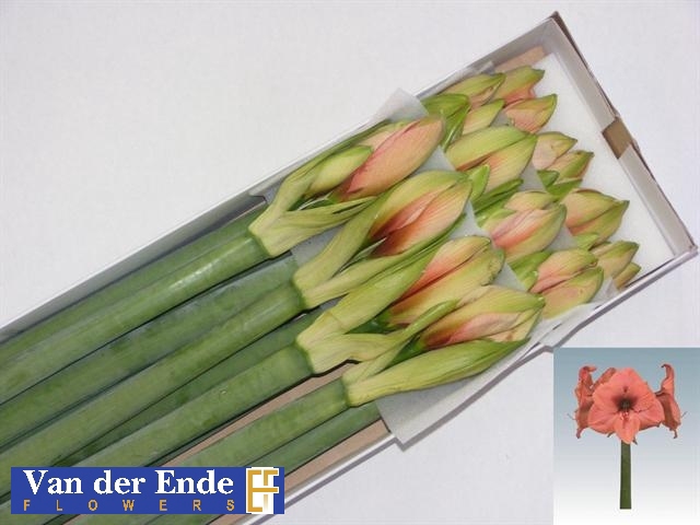 <h4>HIPP GA BOUQUET</h4>