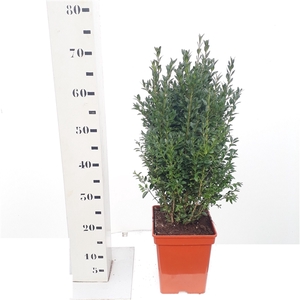 Buxus sempervirens 50cm struik