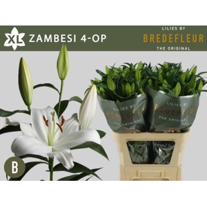 Li Or Zambesi 4+ Bredefleur