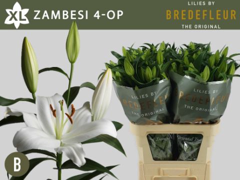 <h4>Li Or Zambesi 4+ Bredefleur</h4>