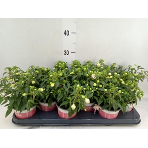 Fuchsia  'Bella Fuchsia Mariska'