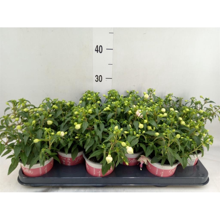 <h4>Fuchsia  'Bella Fuchsia Mariska'</h4>