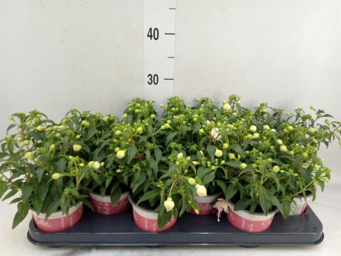 Fuchsia  'Bella Fuchsia Mariska'