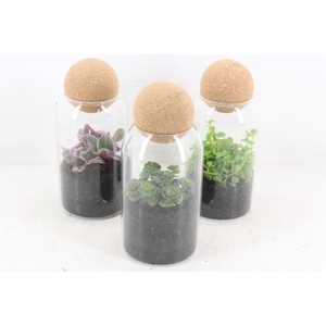 arr3 SN - Cilin. kurk bol dop x6