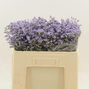 Limonium Utah Blue