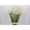 Agapanthus Gletsjer