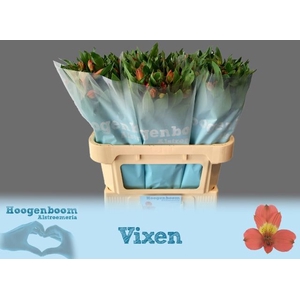 ALSTR VIXEN