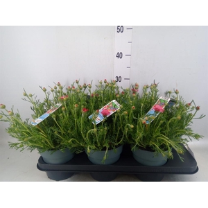 Rhodanthemum hosm. 'African Rose'
