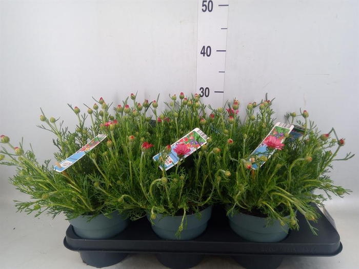 <h4>Rhodanthemum hosm. 'African Rose'</h4>
