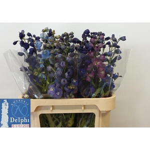 DELPH DU GEM FUST