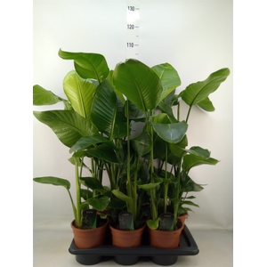 Strelitzia nicolai