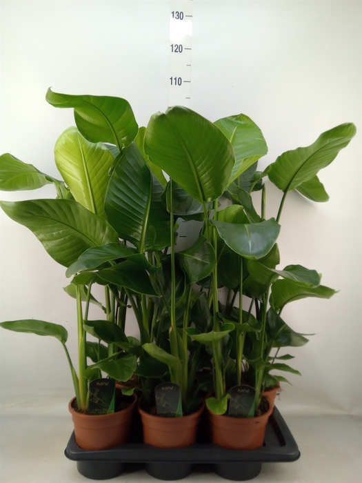 <h4>Strelitzia nicolai</h4>