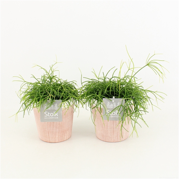 <h4>Rhipsalis Cassutha in Terracotta</h4>