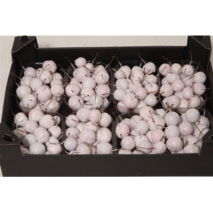 Appel (wax) X8 White